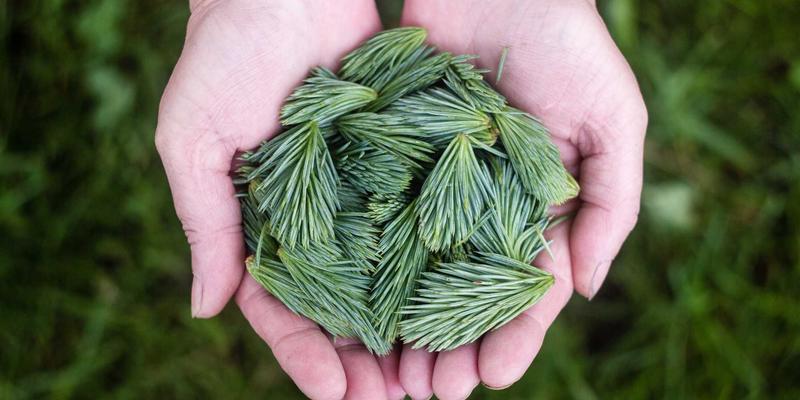 NBA MT Coins 10：数字资产、比特币与DeFi如何重塑体育粉丝经济