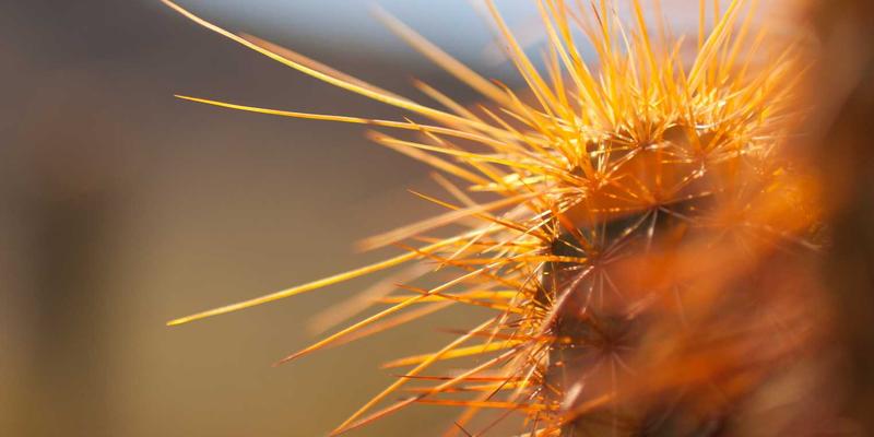 NBAMTCoins39:当体育收藏品遇见区块链,以太坊与比特币如何重塑粉丝经济