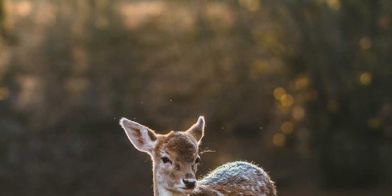 NBAMTCoins案例分析:以太坊如何赋能体育数字资产新生态