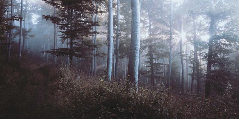 NBA Top Shot与MTCoins:NFT、DeFi与区块链技术如何重塑体育产业