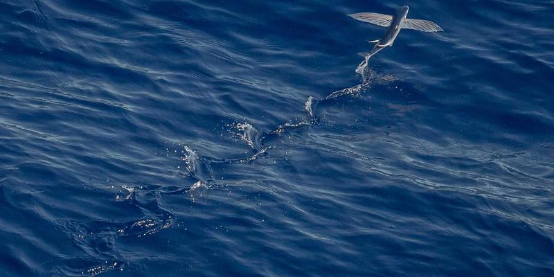 零知识证明如何保护NBA MT Coins交易隐私？基于以太坊的匿名交易方案解析